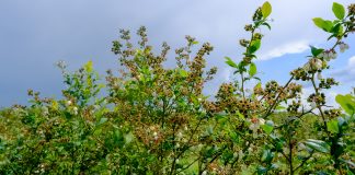 Borówka 2020 – prognozy zbiorów i przygotowania do sezonu