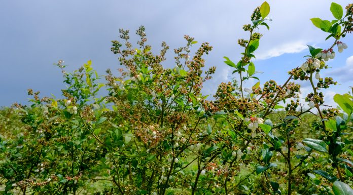 Borówka 2020 – prognozy zbiorów i przygotowania do sezonu