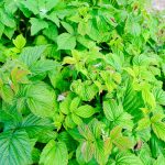 DSCF2294