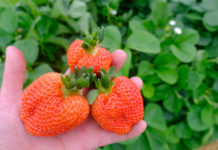 Podsumowanie sezonu truskawek owocujących w tradycyjnym terminie – wnioski z debaty