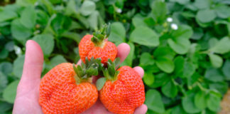 Podsumowanie sezonu truskawek owocujących w tradycyjnym terminie – wnioski z debaty