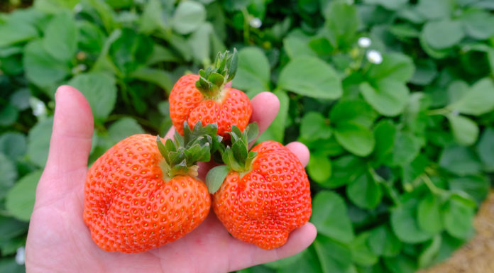 Podsumowanie sezonu truskawek owocujących w tradycyjnym terminie – wnioski z debaty