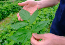 Malinowe Factory – choroby malin wymagające uwagi. FILM