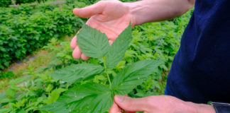 Malinowe Factory – choroby malin wymagające uwagi. FILM