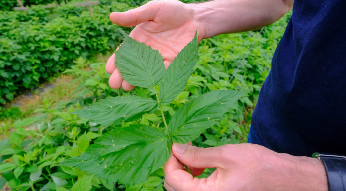 Malinowe Factory – choroby malin wymagające uwagi. FILM