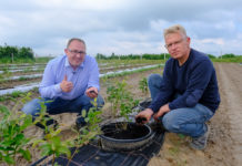 Borówkowe Factory – uprawa w doniczkach z węglem brunatnym (CARBOMAT)
