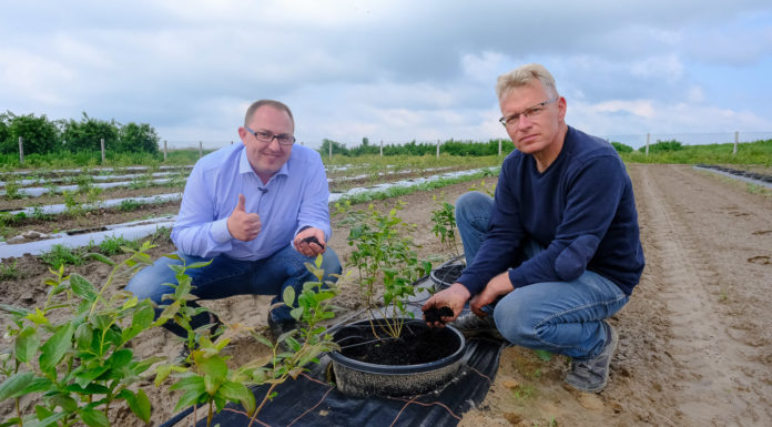 Borówkowe Factory – uprawa w doniczkach z węglem brunatnym (CARBOMAT)