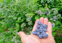 Kiedy będą polskie borówki w sezonie 2020