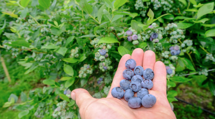Kiedy będą polskie borówki w sezonie 2020