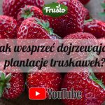 Frusto_365x100warz
