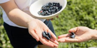 Czy warto jeść jagody kamczackie? Sprawdź!