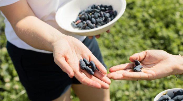 Czy warto jeść jagody kamczackie? Sprawdź!
