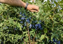 Jagoda kamczacka w Rosji