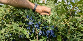 Jagoda kamczacka w Rosji