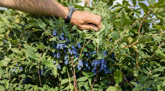 Jak zagospodarować owoce jagody kamczackiej?