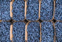 Produkcja haskapu rozwija się na całym świecie