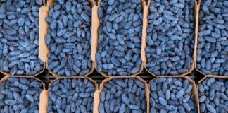 Produkcja haskapu rozwija się na całym świecie