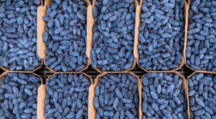 Produkcja haskapu rozwija się na całym świecie