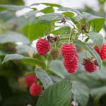ICLIMG_3551