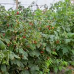 ICLIMG_3564