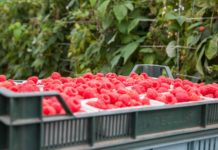 Naturalne rozwiązanie w ochronie malin. Większy plon i mniej pozostałości