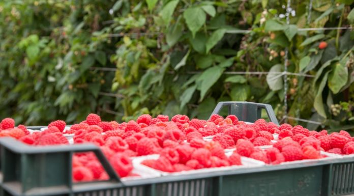 Naturalne rozwiązanie w ochronie malin. Większy plon i mniej pozostałości