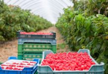 Praktyczne zalecenia dotyczące nawożenia malin nawożenie malin