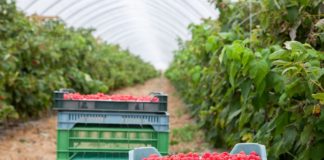 Praktyczne zalecenia dotyczące nawożenia malin nawożenie malin