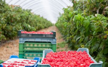 Uprawa malin w tunelach zyskuje na znaczeniu nawożenie malin