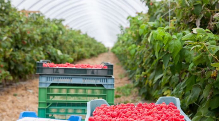 Praktyczne zalecenia dotyczące nawożenia malin nawożenie malin