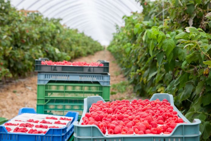 ICLIMG_3575 nawożenie malin