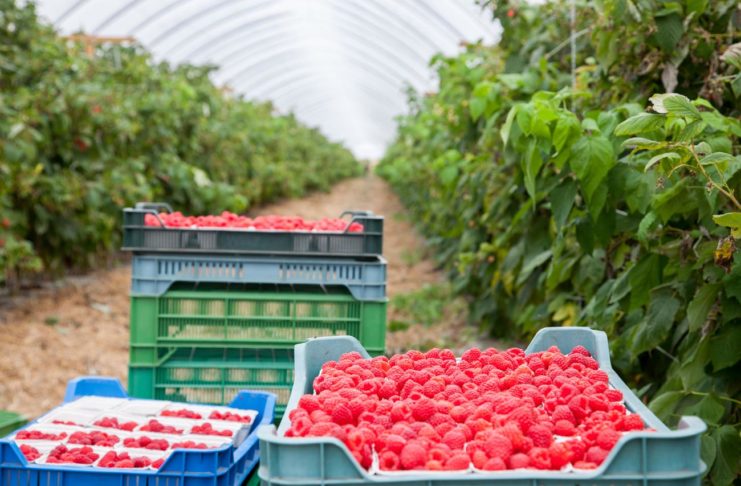 Uprawa malin w tunelach zyskuje na znaczeniu nawożenie malin