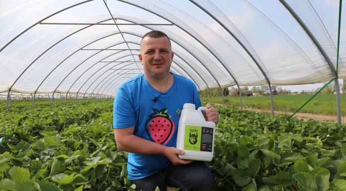 Podsumowanie żywienia i biostymulacji truskawek w tunelach