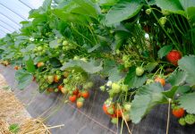 Rumba – dwa lata w projekcie „Truskawki w tunelach”