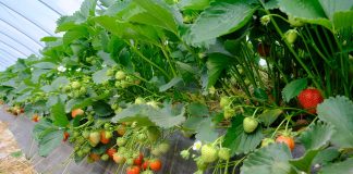 Rumba – dwa lata w projekcie „Truskawki w tunelach”