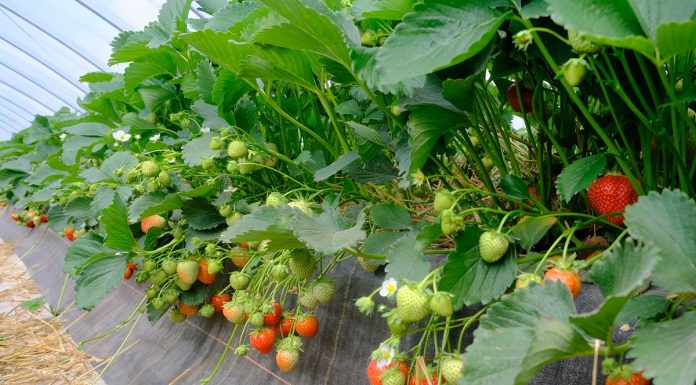 Rumba – dwa lata w projekcie „Truskawki w tunelach”