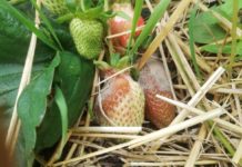 „Jak dobrze ubezpieczyć się” przed szarą pleśnią?