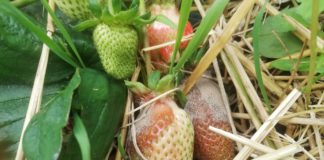 „Jak dobrze ubezpieczyć się” przed szarą pleśnią?