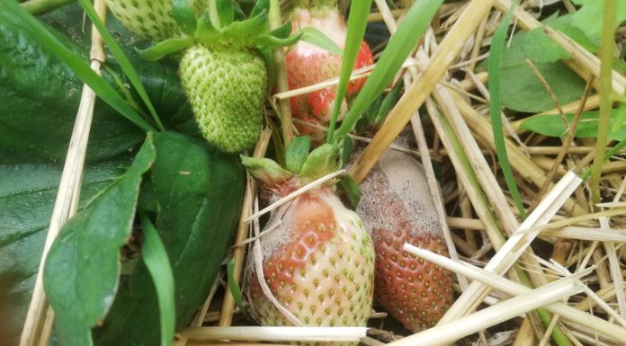 Ekstremalnie silna presja szarej pleśni – jak temu zaradzić?