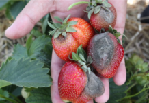 Komunika jagodowy- TRUSKAWKI- Kondycja owoców a opady deszczu – Agrosimex