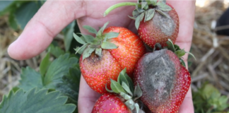 Komunika jagodowy- TRUSKAWKI- Kondycja owoców a opady deszczu – Agrosimex