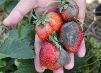 Komunika jagodowy- TRUSKAWKI- Kondycja owoców a opady deszczu – Agrosimex
