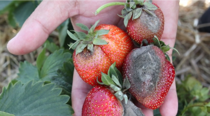 Komunika jagodowy- TRUSKAWKI- Kondycja owoców a opady deszczu – Agrosimex