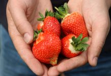 Praktyczne wskazówki dla truskawek w różnych technologiach uprawy
