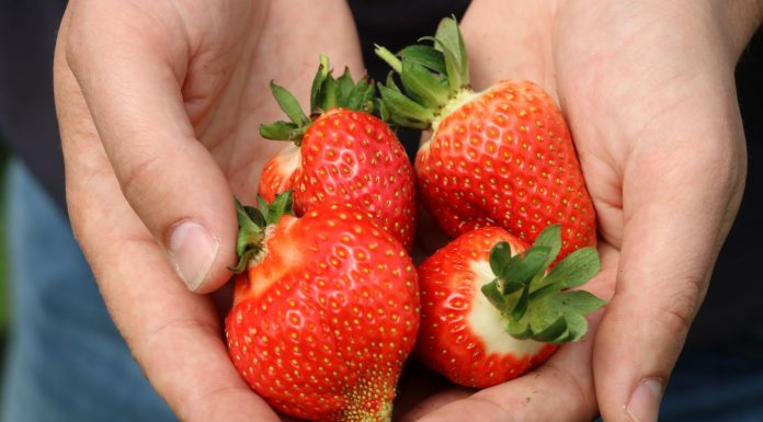 Praktyczne wskazówki dla truskawek w różnych technologiach uprawy