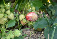 Skórzasta zgnilizna owoców zagraża plantacjom truskawek