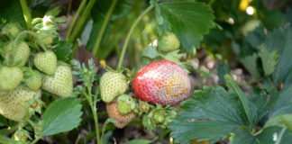 Skórzasta zgnilizna owoców zagraża plantacjom truskawek