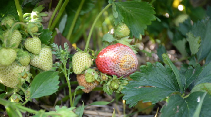 Skórzasta zgnilizna owoców zagraża plantacjom truskawek