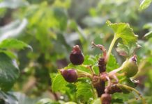 Ile zostało czarnej porzeczki po przymrozkach