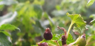 Ile zostało czarnej porzeczki po przymrozkach